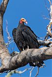 Lesser Yellow-headed Vulture